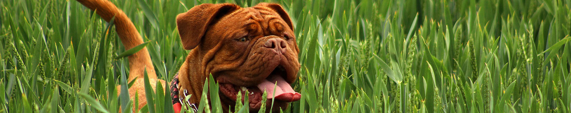 INTEGRATORI PER CANI